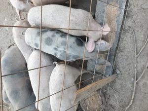 Purcei de vânzare de 4 luni - imagine 2