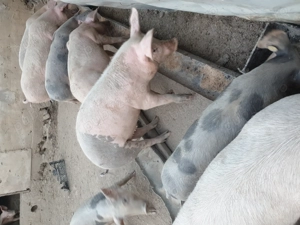 Purcei de vânzare de 4 luni