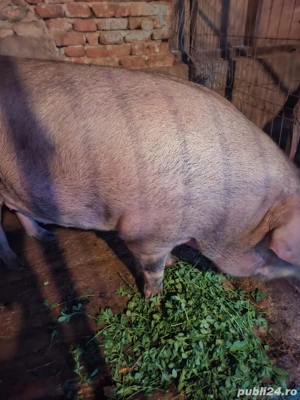 Vand porc rasa Duroc - imagine 2 Vand porc rasa Duroc - imagine 2