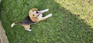 Caine Beagle  de vanzare  - imagine 5