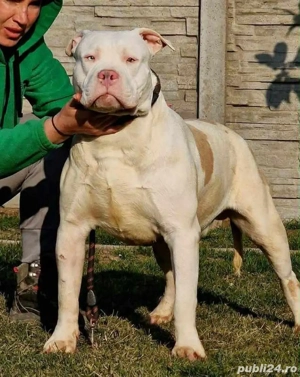American Bully