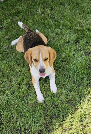 Caine Beagle  de vanzare  - imagine 2