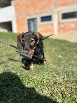 Vând cățelus Teckel - imagine 3