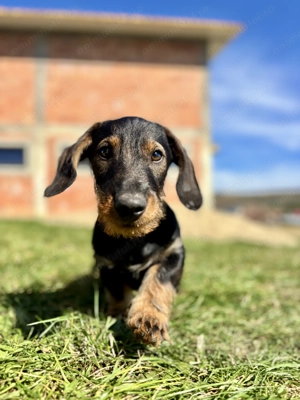 Vând cățelus Teckel - imagine 2