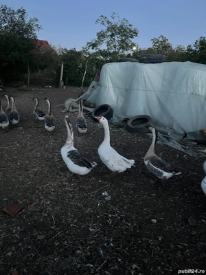 Vand gaste  - imagine 2