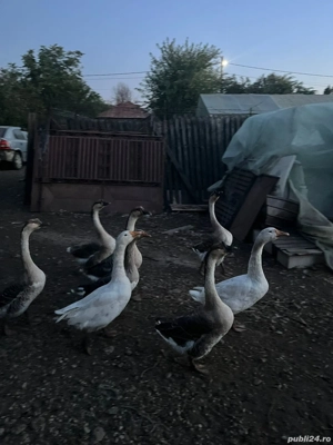 Vand gaste  - imagine 3