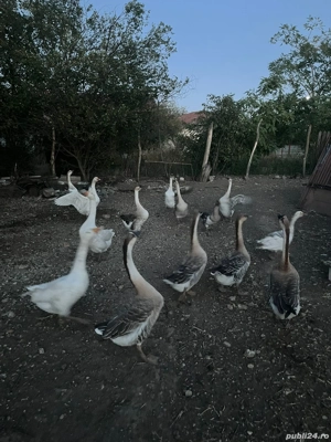 Vand gaste  - imagine 4