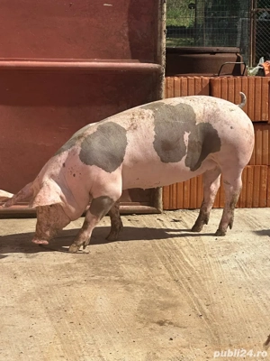 Vând purcică pietrain