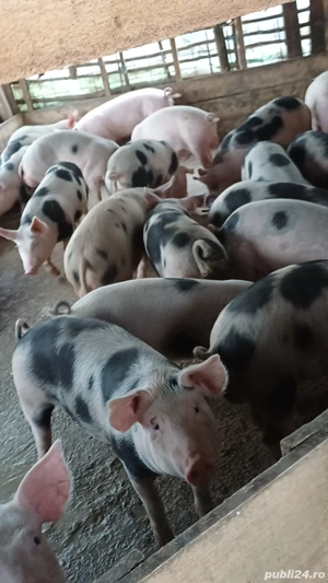 Vând porci de casa 