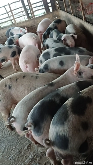 Vând porci de casa  - imagine 3 Vând porci de casa  - imagine 3
