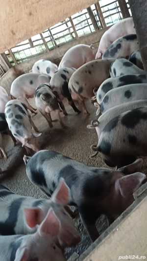 Vând porci de casa  - imagine 2 Vând porci de casa  - imagine 2