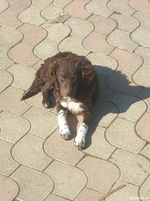 Vând 2 câini lagotto - imagine 5