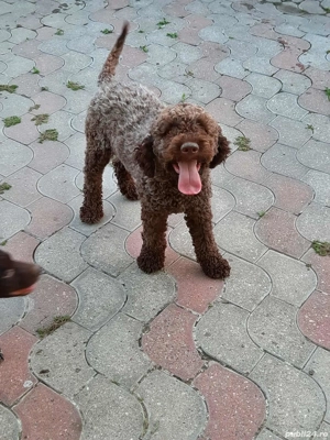 Vând 2 câini lagotto - imagine 3