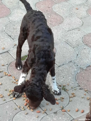 Vând 2 câini lagotto - imagine 4