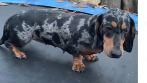 Vând Catel și catelusa teckel Arlequin  - imagine 4 Vând Catel și catelusa teckel Arlequin  - imagine 4