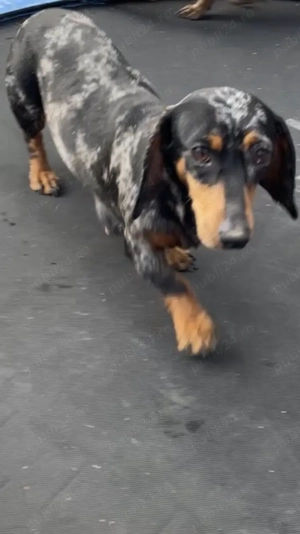 Vând Catel și catelusa teckel Arlequin  - imagine 3 Vând Catel și catelusa teckel Arlequin  - imagine 3