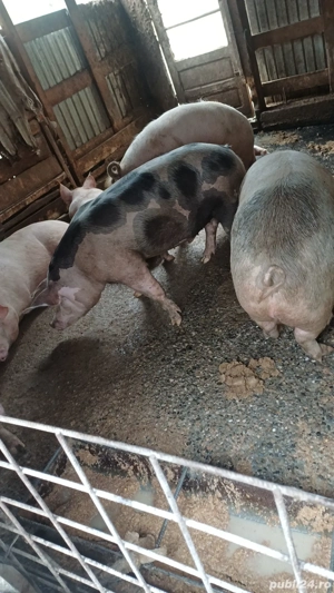 Vând porci de casa  - imagine 3 Vând porci de casa  - imagine 3