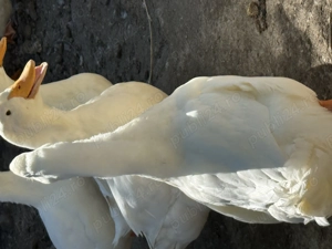 Vând rate pekin Cărpiniş 