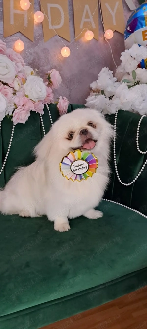 Salon DogMery Pet   Îngrijire cu drag pentru cățelușul tău!