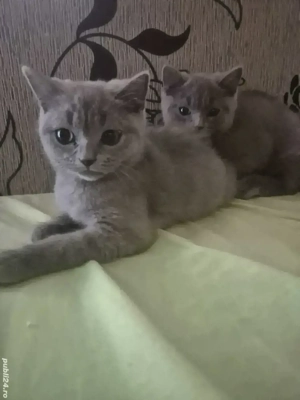 Pisica British Shorthair 