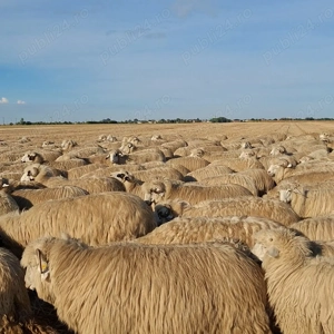 Vând 300 de oi de tinut - imagine 4