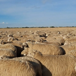 Vând 300 de oi de tinut
