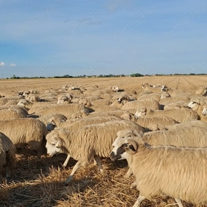 Vând 300 de oi de tinut - imagine 2