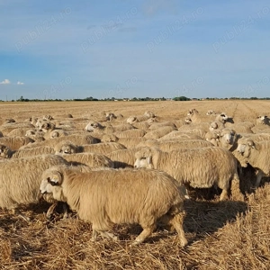 Vând 300 de oi de tinut - imagine 3