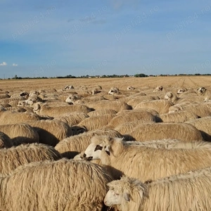 Vând 300 de oi de tinut - imagine 5