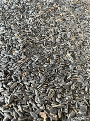 Vand Floarea Soarelui - imagine 2