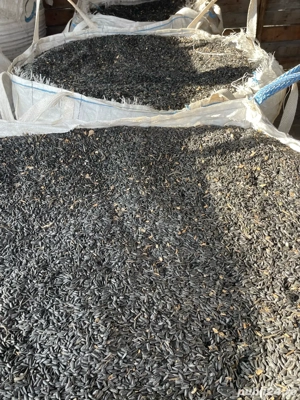 Vand Floarea Soarelui - imagine 3