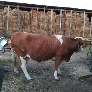 Vând vacă gestantă  pret la telefon - imagine 2