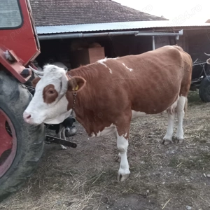 Vând vacă gestantă  pret la telefon