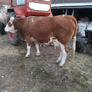 Vând vacă gestantă  pret la telefon - imagine 3