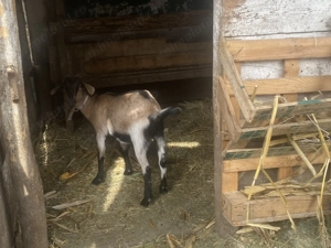 De vânzare capr  alpin  francez 