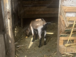 De vânzare capr  alpin  francez  - imagine 2 De vânzare capr  alpin  francez  - imagine 2