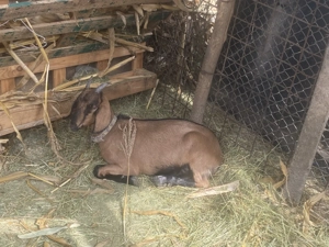 De vânzare capr  alpin  francez  - imagine 5 De vânzare capr  alpin  francez  - imagine 5