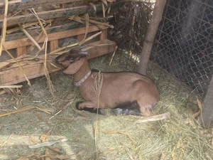 De vânzare capr  alpin  francez  - imagine 4 De vânzare capr  alpin  francez  - imagine 4