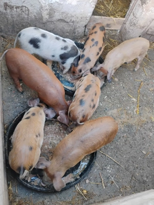 Purcei de vanzare.. - imagine 2