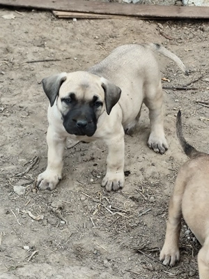 Vand catei presa canario  - imagine 4 Vand catei presa canario  - imagine 4