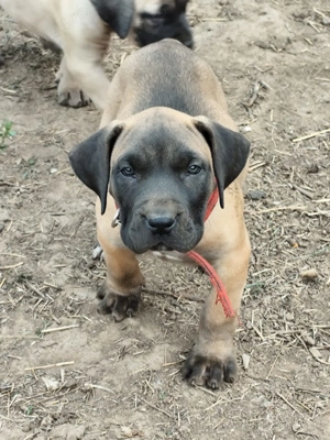 Vand catei presa canario  - imagine 3 Vand catei presa canario  - imagine 3