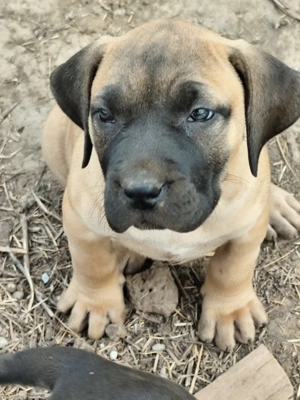 Vand catei presa canario 