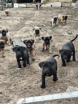 Vand catei presa canario  - imagine 5 Vand catei presa canario  - imagine 5