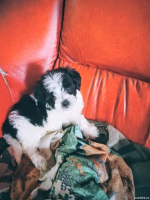 cățeluș bichon havanez