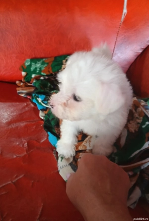 bichon maltez 