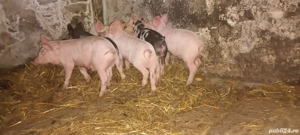 purcei 6 săptămâni  - imagine 2