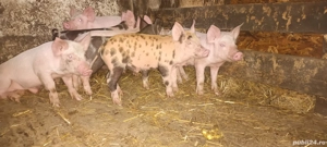 purcei 6 săptămâni  - imagine 3