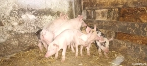 purcei 6 săptămâni