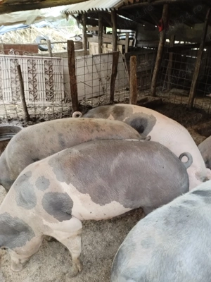 porci 14 lei Kg  - imagine 2