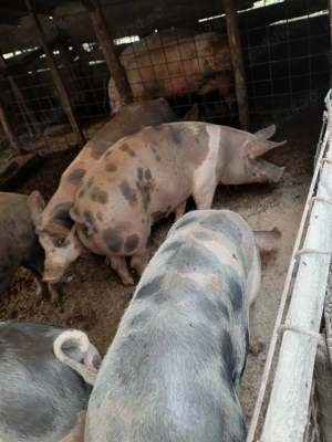 porci pentru Craciun